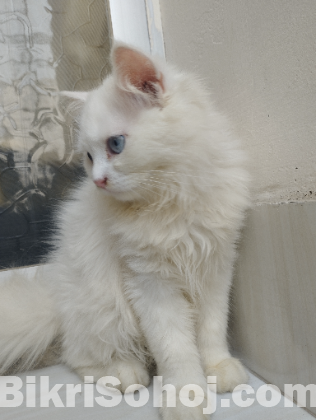 পার্সিয়ান বিড়াল